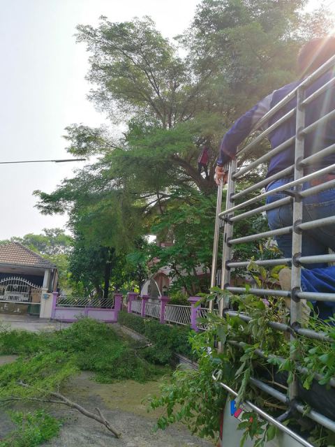 ผลงานบิ๊กรับตัดต้นไม้ ภาพที่ 1