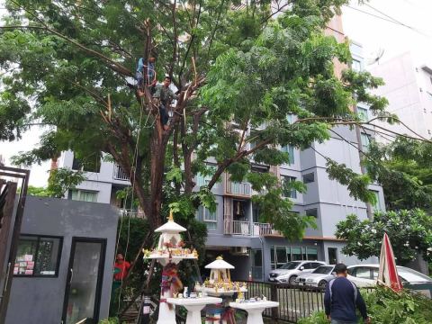 ผลงานบิ๊กรับตัดต้นไม้ ภาพที่ 104