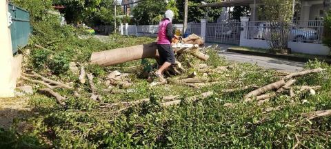 ผลงานบิ๊กรับตัดต้นไม้ ภาพที่ 142