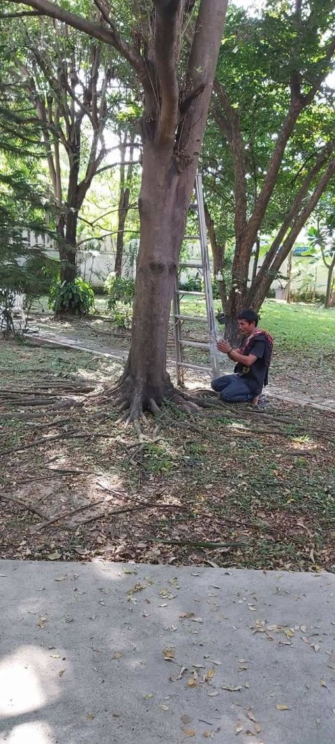 ผลงานบิ๊กรับตัดต้นไม้ ภาพที่ 161