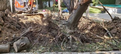 ผลงานบิ๊กรับตัดต้นไม้ ภาพที่ 162