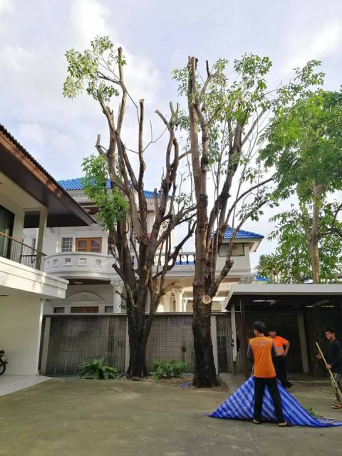 ผลงานบิ๊กรับตัดต้นไม้ ภาพที่ 32