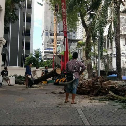 ผลงานบิ๊กรับตัดต้นไม้ ภาพที่ 41