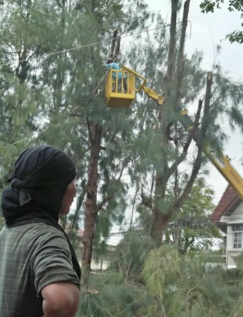 ผลงานบิ๊กรับตัดต้นไม้ ภาพที่ 47